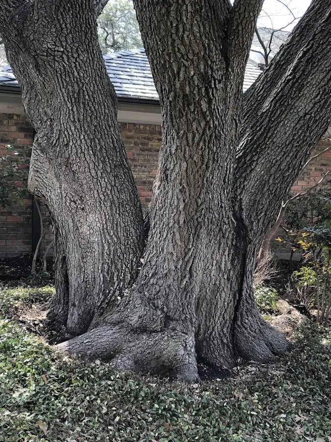 Mature heritage tree close to a Shippingport property cared for by certified arborists